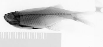 Media type: image;   Ichthyology 57073